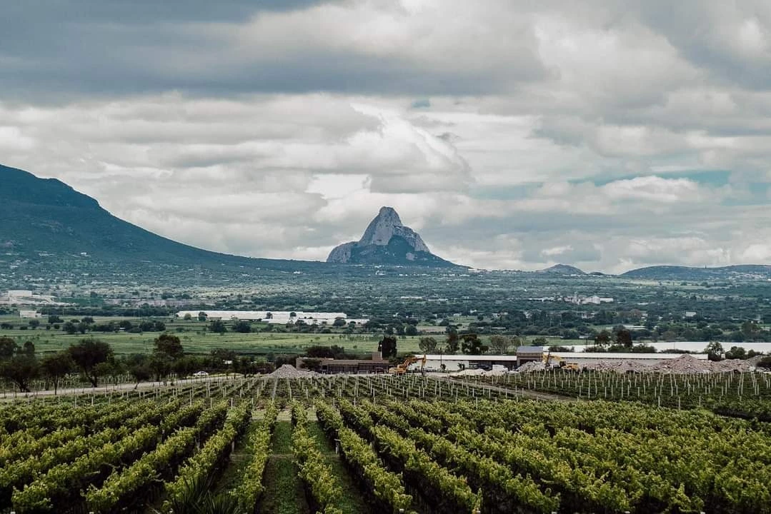 Visita la ruta del queso y el vino y aprovecha para… ¡vivir una vendimia!